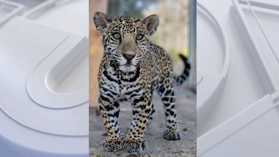 Two charged with illegally transporting, selling jaguar cub from Texas to California