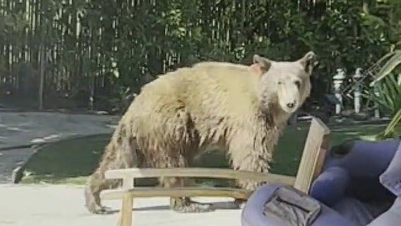 VIDEO: Bear spotted in Chatsworth
