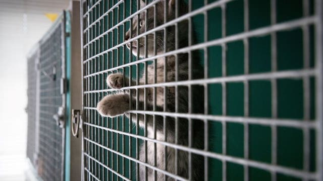 200+ animals, 6 dead, seized from LA County rescue facility