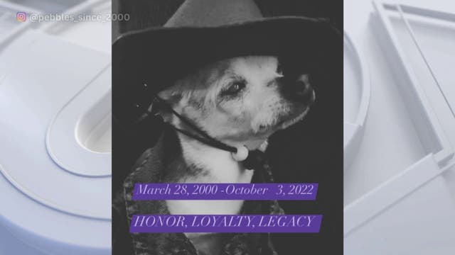Pebbles, world's oldest living dog, dies at 22