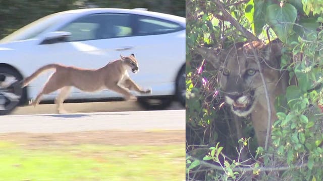 Mountain lion in Brentwood prompts school lockdown, causes traffic woes before capture