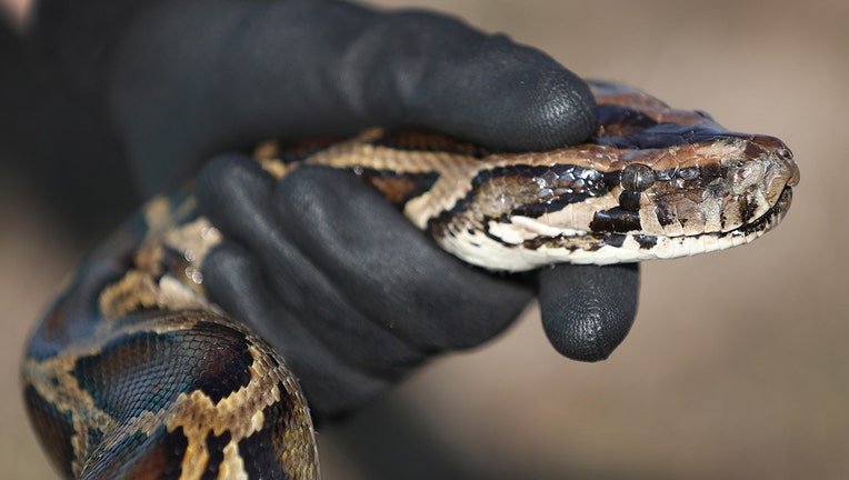 Burmese python