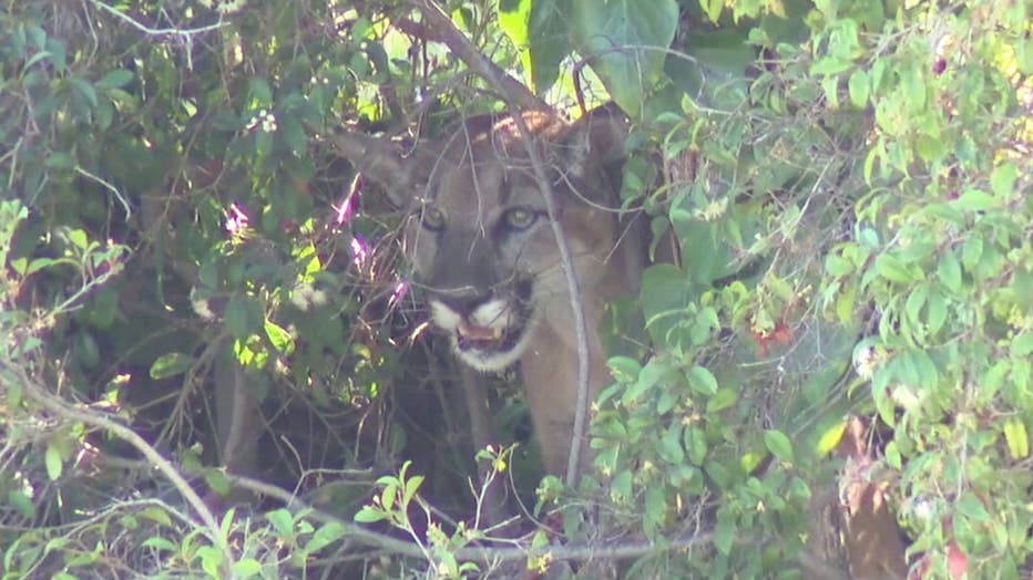 A mountain lion was spotted hiding in the Brentwood area.