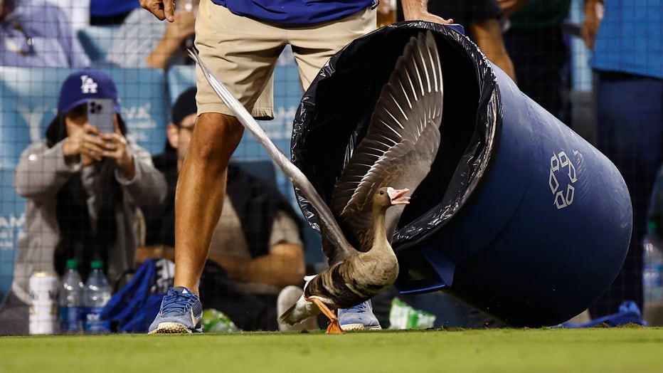 A goose flies on the field during the eighth inning of game two of the NLDS between the Dodgers and San Diego Padres at Dodger Stadium on October 12, 2022. (Photo by Ronald Martinez/Getty Images)