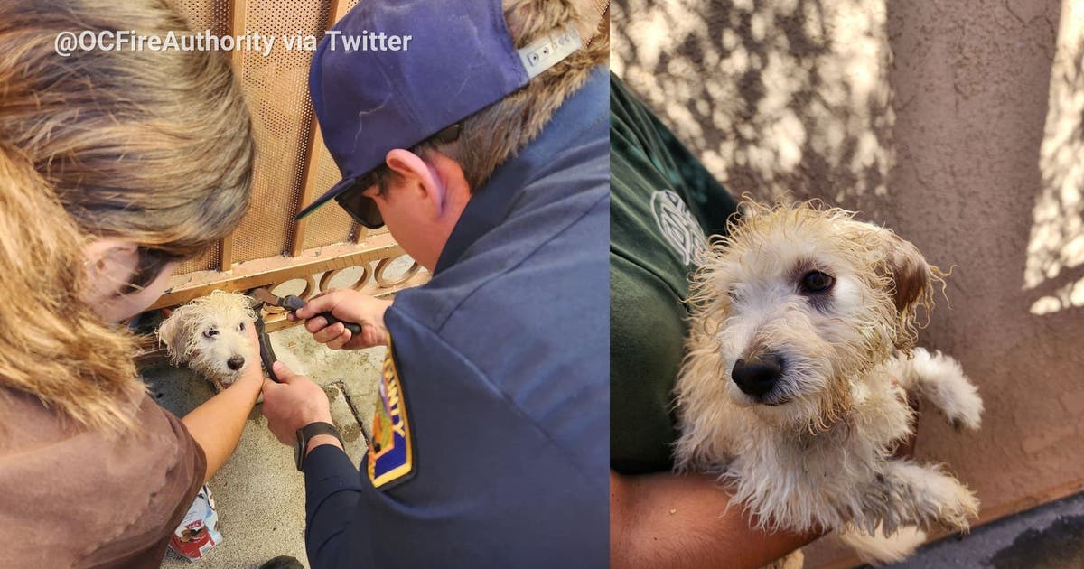 Puppy rescued after getting head stuck in gate in Orange County | FOX ...