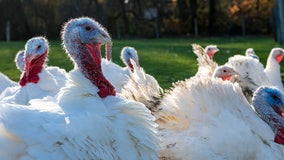 Butterball CEO dismisses talk of Thanksgiving dinner shifting to chicken