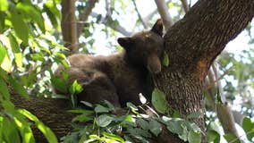 Mama bear and her 2 cubs spotted in Arcadia