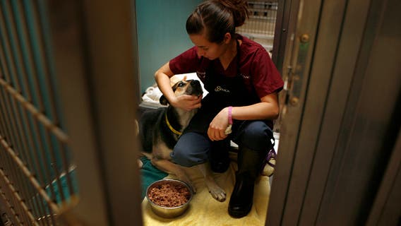 Adopters wanted as 50+ animals face euthanasia