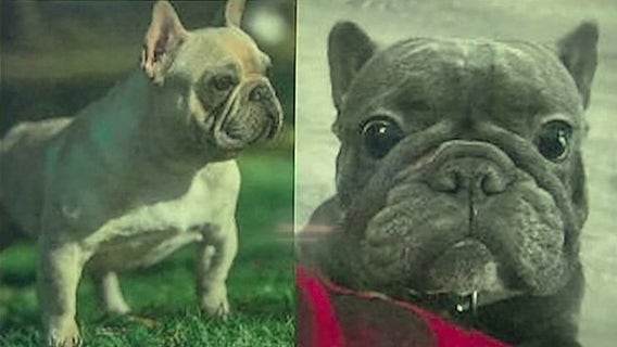 2 French bulldogs stolen at gunpoint on Sixth Street Bridge