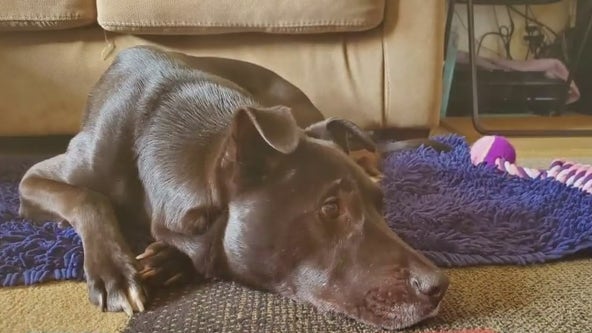 Pomona family's dog allegedly shot dead by neighbor