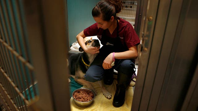 Adopters wanted as 50+ animals face euthanasia