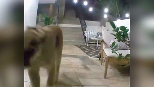 Pet dog killed by mountain lion P-22 in Hollywood Hills, NPS confirms