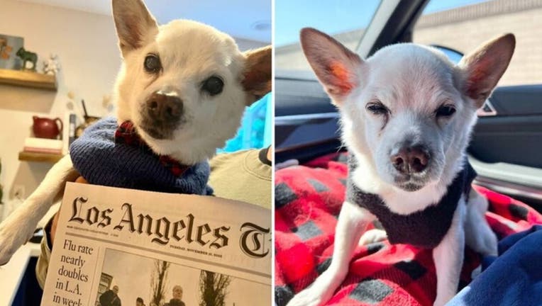 Gino in LA named world's oldest dog alive