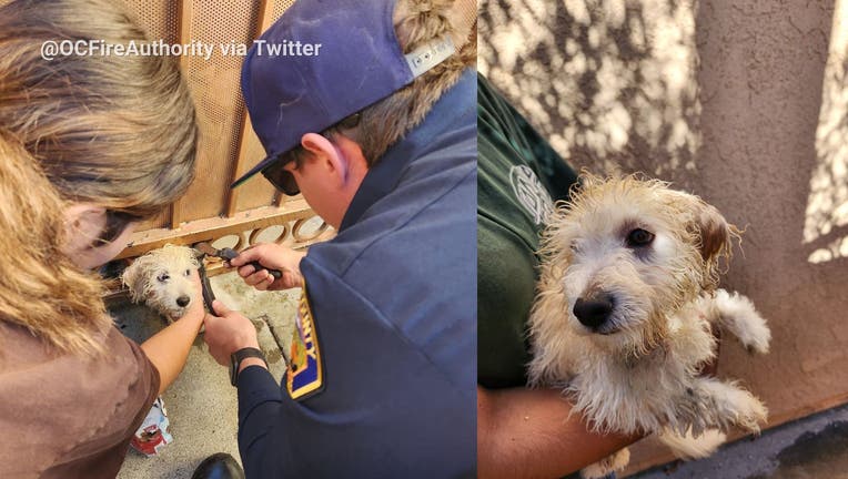 Side by side of two photos. Left photo shows small dog with head stuck in gate with two people helping. Right photo shows dog after rescue.