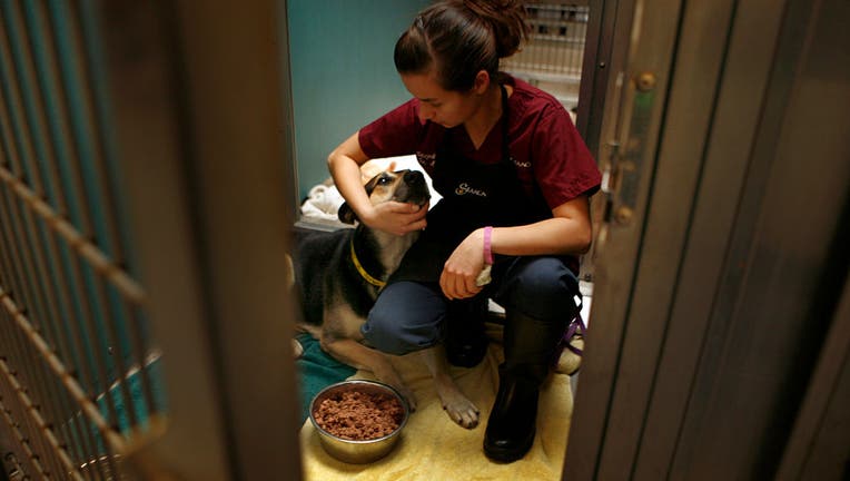 An animal care tech wearing a maroon scrubs and jeans with her arm around the head of a black brown and white dog, while sitting in a cage. A bowl of dog food sits before them