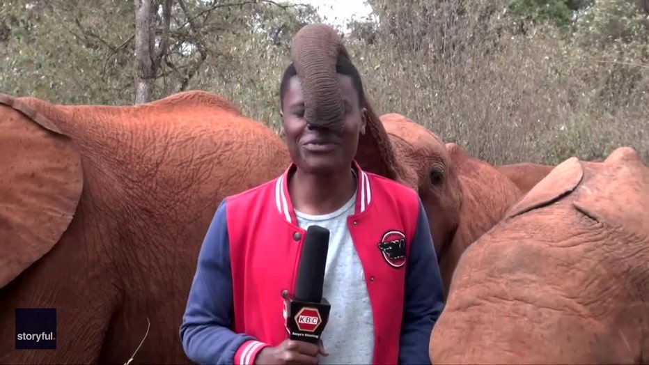 funny-video-elephant-reporter-kenya-8.jpg