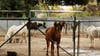 Griffith Park Pony Rides to shut down after 74 years