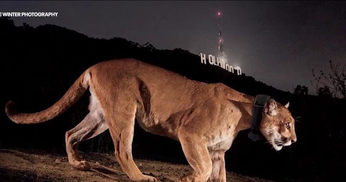 P-22, LA's famous mountain lion, remembered at memorial hike at