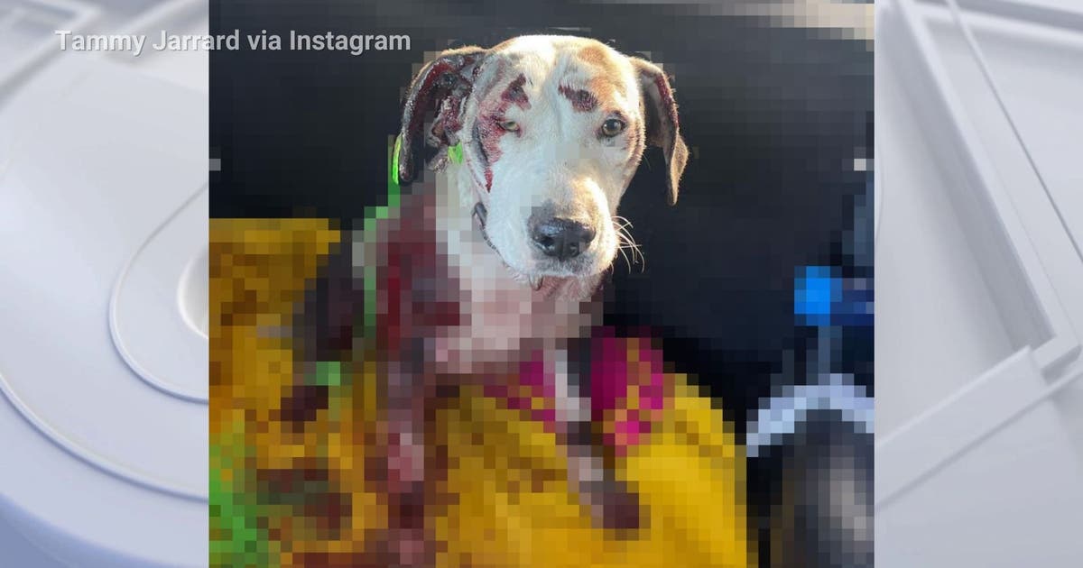 Dog dragged by driver in Apple Valley | FOX 11 Los Angeles