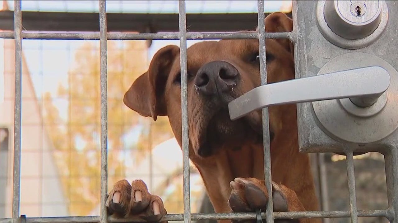 All they want is a cozy bed and person': LA Animal shelters in turmoil as facilities reach maximum capacity All they want is a cozy bed and person': LA Animal shelters in turmoil as facilities reach maximum capacity
