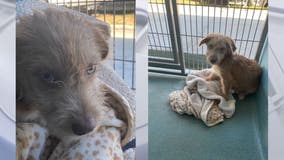 Outrage grows after puppy accidentally euthanized at shelter; LA County seeking answers