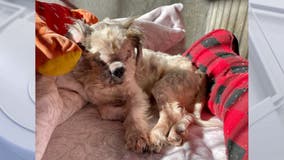 Blind neglected Shih Tzu searching for home ahead of the holidays