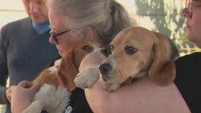 Beagles rescued from breeding facility to be adoptable in Anaheim