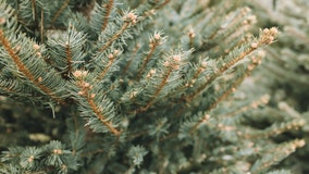 Christmas tree pickup, recycling tips for after the holidays