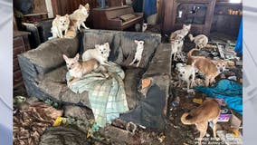 Tennessee police discover 76 dogs living in abandoned home: report