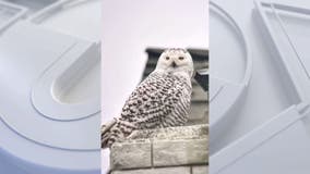 Rare snowy owl spotted in Orange County