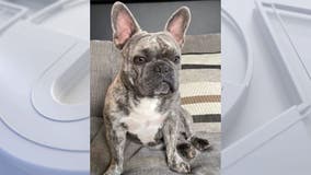 French bulldog stolen from woman walking her dog in LA's Pico-Robertson area