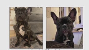 Two French bulldogs stolen at gunpoint from pregnant woman in Studio City