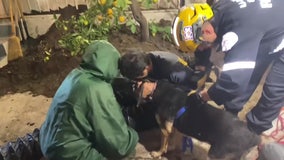Dog rescued from abandoned septic tank under Compton home
