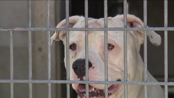 If you can’t afford your vet bills, there is some help