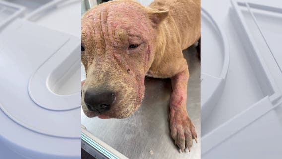 Sick dog abandoned in Hawthorne