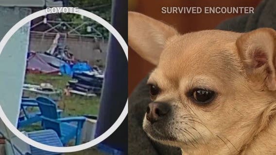 2 dogs killed by coyote in LA's San Fernando Valley