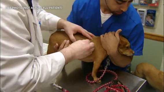 Dog flu outbreaks hit shelters, homes across US as vets encourage owners to get their dog vaccinated