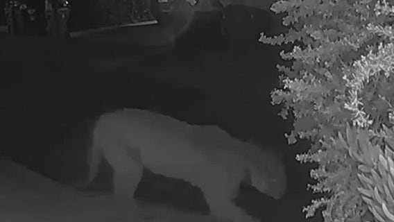 'Terrifying' video shows mountain lion P-22 surprise man walking dog in Hollywood Hills