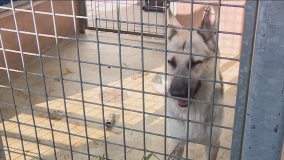 ‘It’s a real crisis’: LA animal shelters ask for help as record number of pets get surrendered