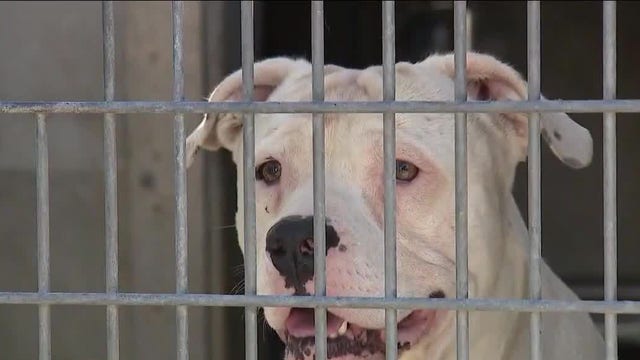 If you can’t afford your vet bills, there is some help