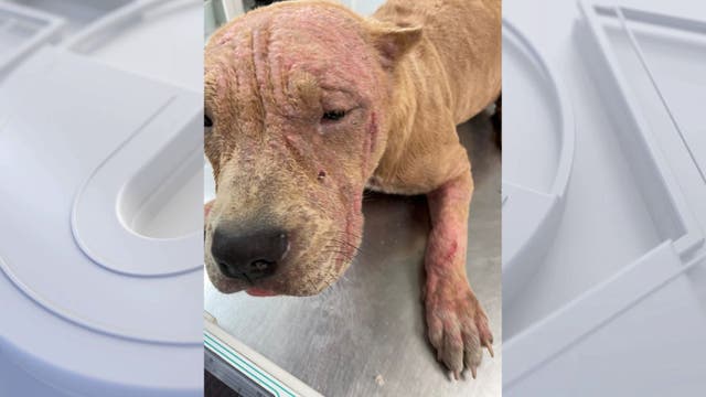 Sick dog abandoned in Hawthorne