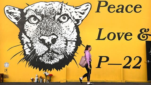 Native Americans call for tribal burial of P-22 at Griffith Park