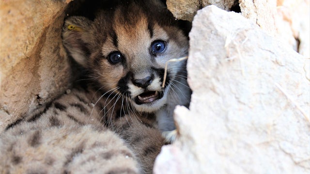 GALLERY: 4 mountain lion kittens born in Santa Monica Mountains