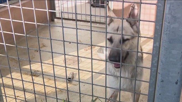 ‘It’s a real crisis’: LA animal shelters ask for help as record number of pets get surrendered