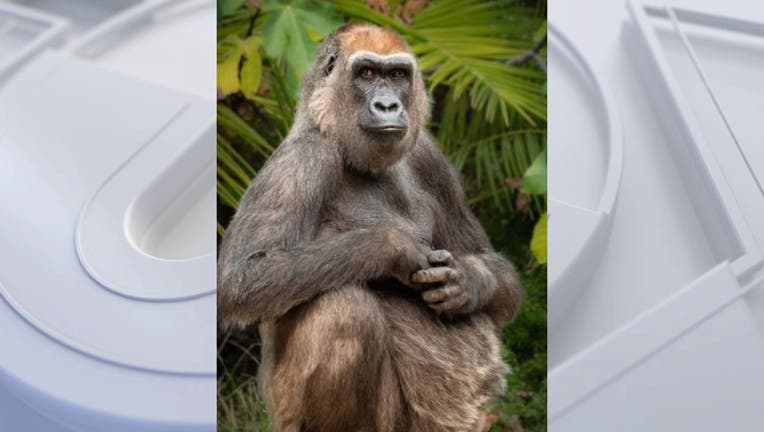 A western lowland gorilla, sitting, looking into the camera