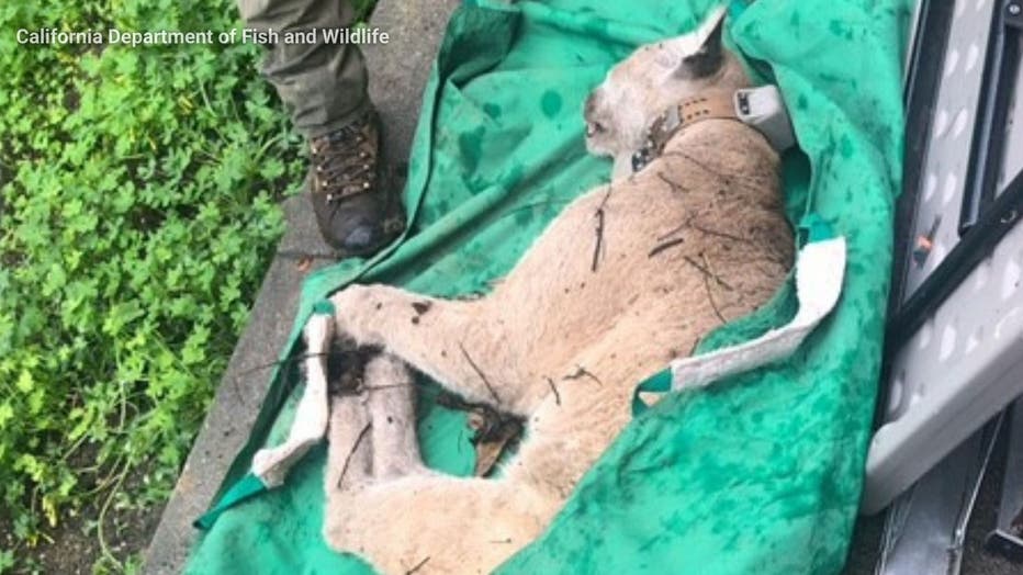 P-22, the mountain lion at the center of a days-long search across Los Angeles, has been captured. PHOTO: California Department of Fish and Wildlife.