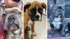 2 French bulldogs, Boxer puppy stolen in LA