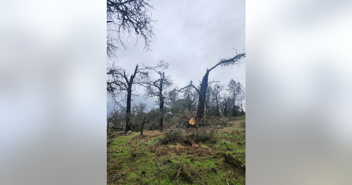 California tornado snaps trees with 90 mph winds | FOX 11 Los Angeles