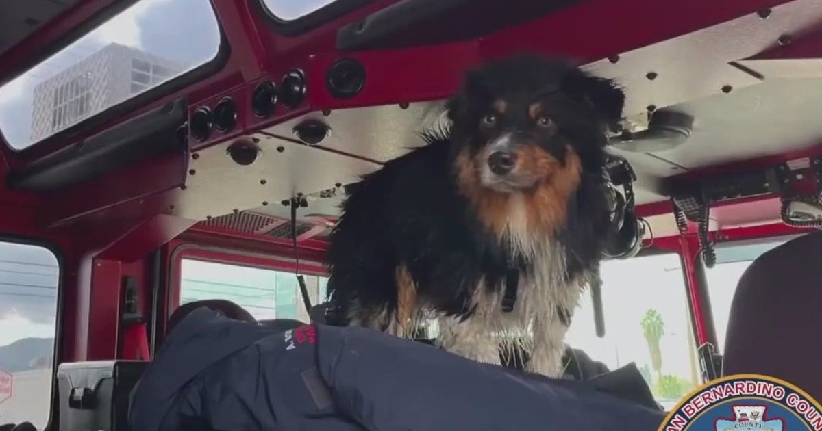 Dog rescued after being swept away into storm drain | FOX 11 Los Angeles