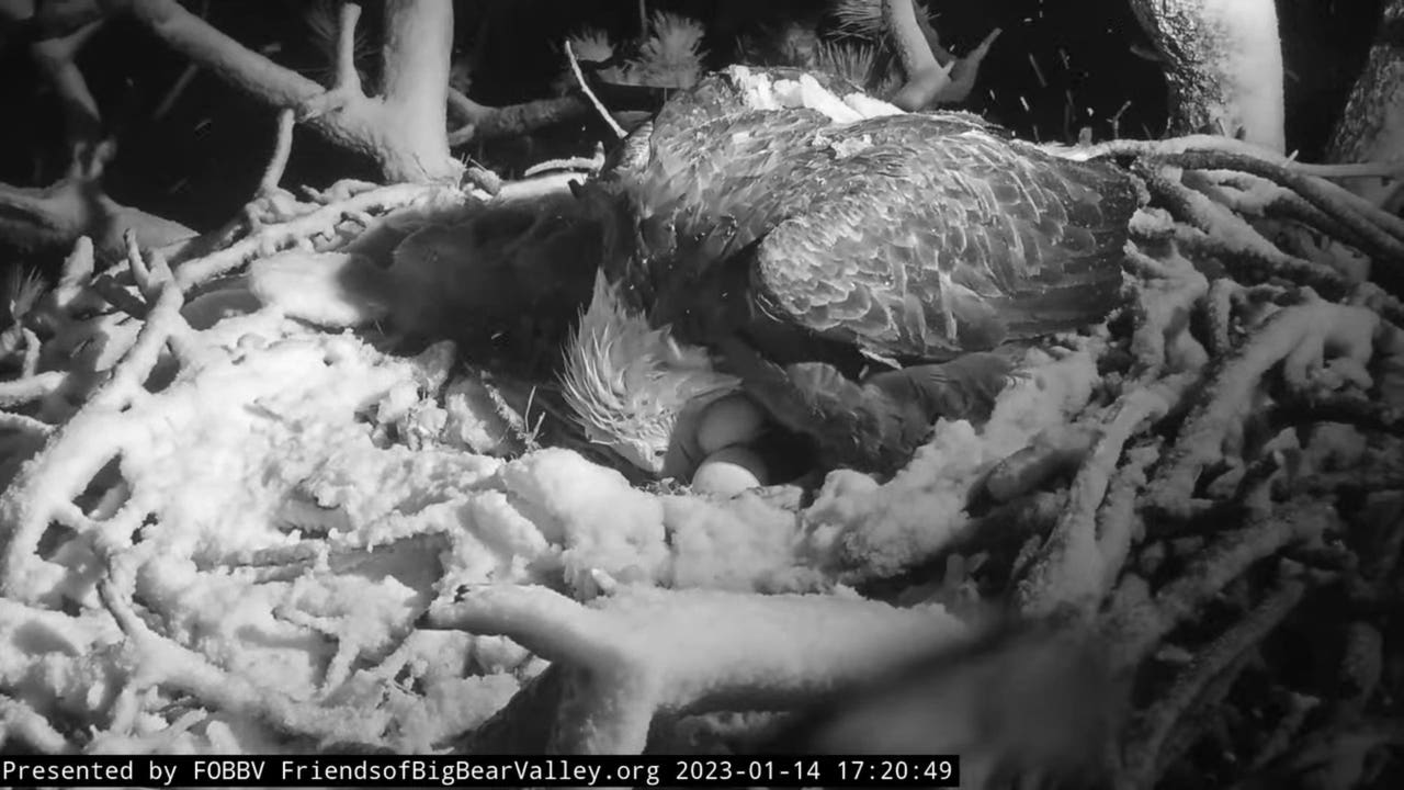 Big Bear bald eagle's first egg laid in 2023 was livestreamed